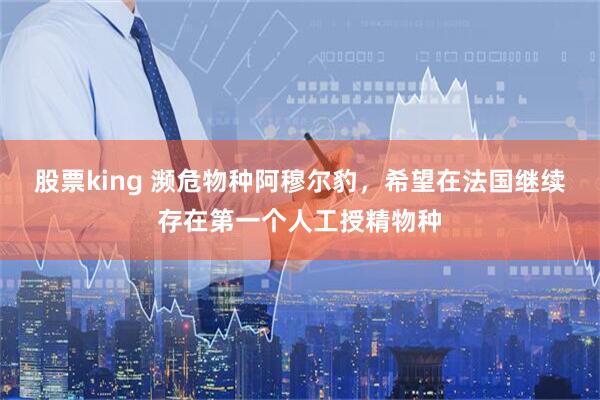 股票king 濒危物种阿穆尔豹，希望在法国继续存在第一个人工授精物种